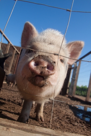 Pig, Valle de Guadalupe, Baja California, Mexico