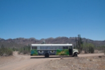 Saguaro's cactus